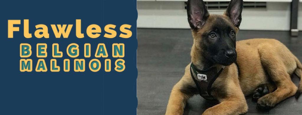 Flawless Belgian Malinois