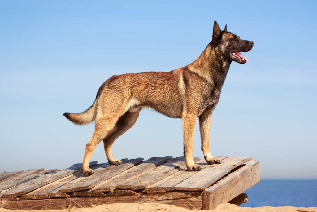Belgian Malinois for Sale