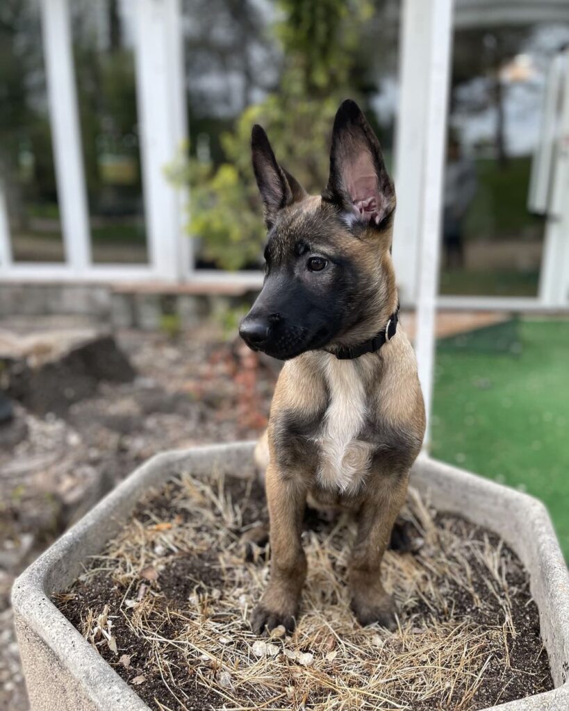 Belgian Malinois for Sale