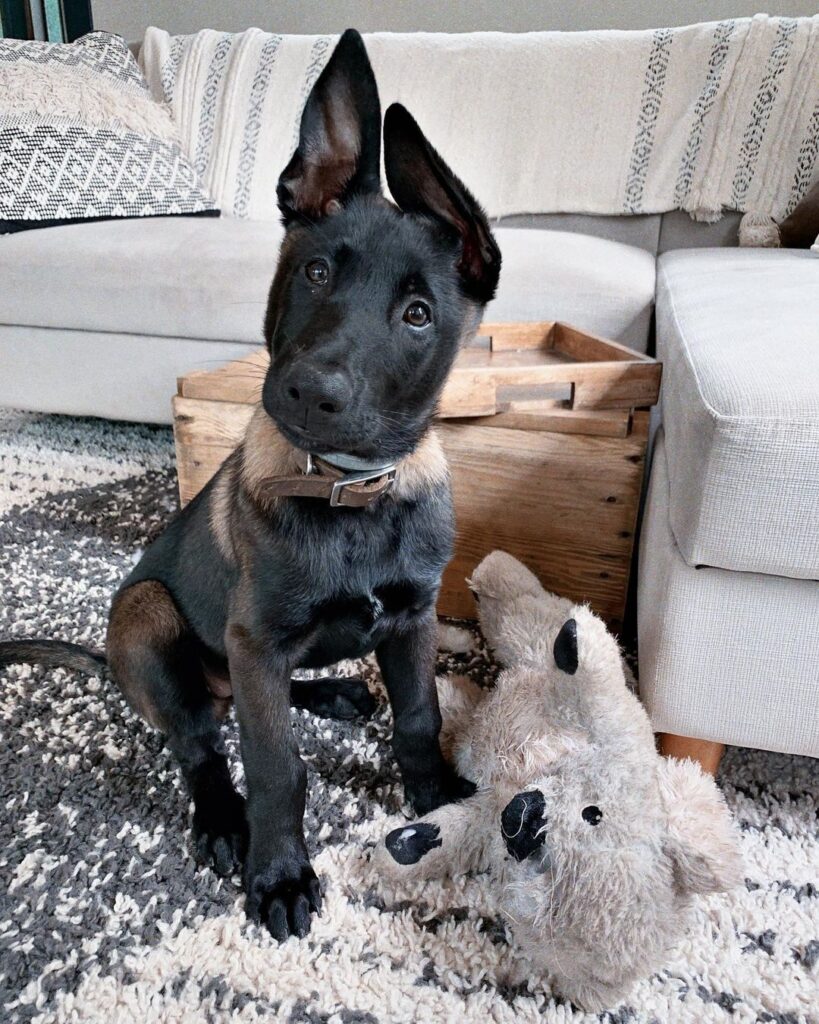 Belgian Malinois puppies for sale