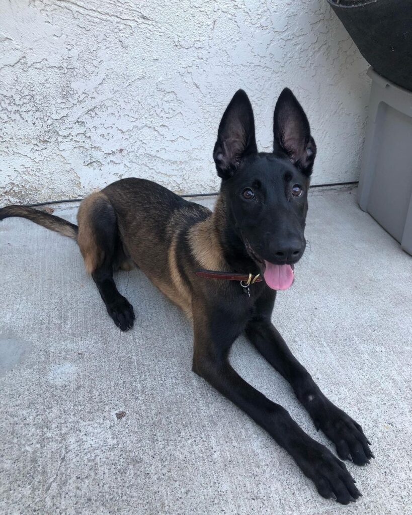 Belgian Malinois for Sale
