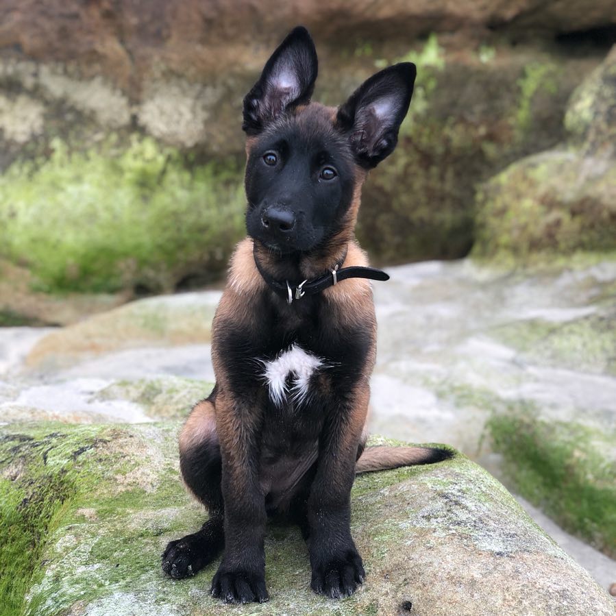 Belgian Malinois for Sale
