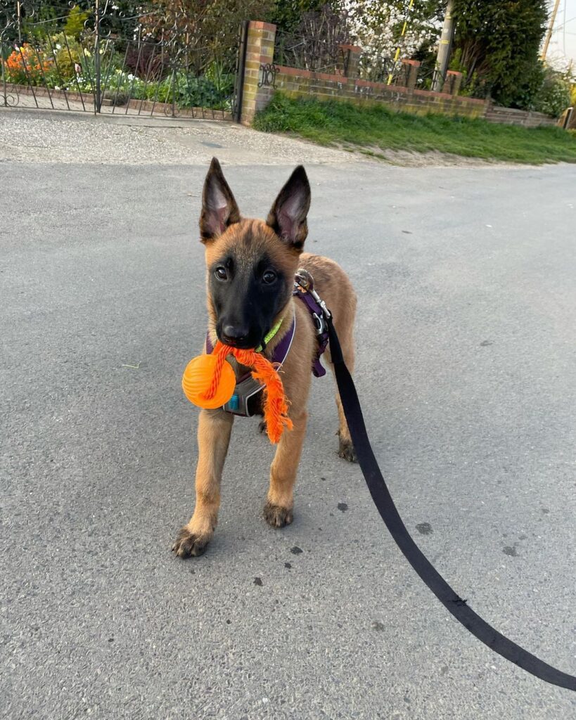 Belgian Malinois puppies for sale