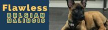 Flawless Belgian Malinois